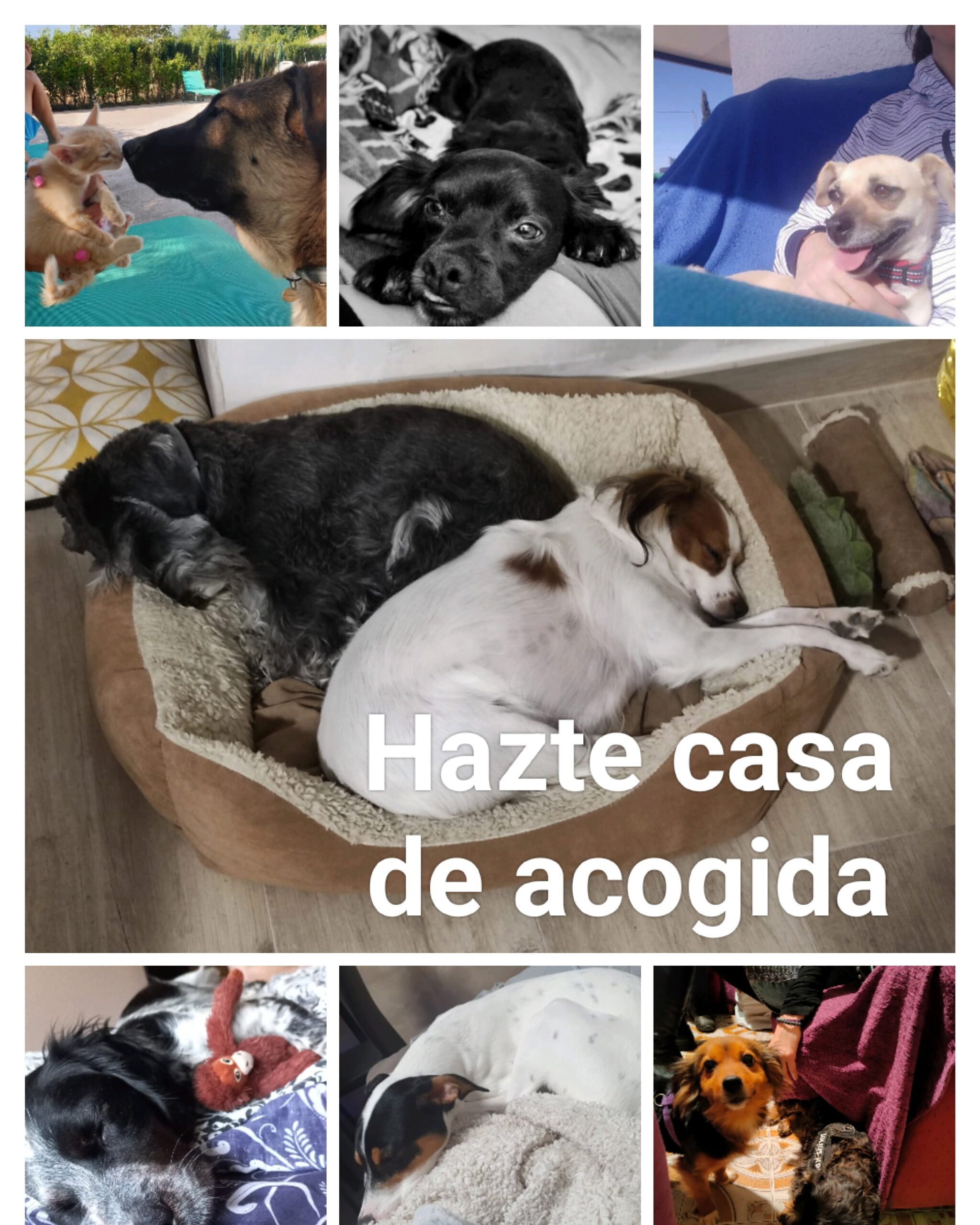 Acogida Temporal